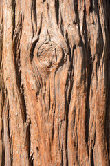 Obraz premium rough bark of a redwood tree