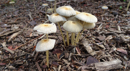 parasola auricoma mushroom on tree bark in close up