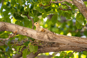 Mourning Dove (Zenaida macroura) sits on a tree. 