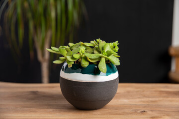succulent in a ceramic pot decoration