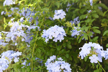 青色の花