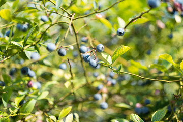 自然のブルーベリー