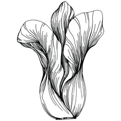 Cabbage hand drawing sketch vector illustration. Isolated vegetable engraved style object. The best for design logo, menu, label, icon, stamp. Vintage style. 