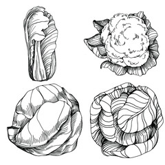 Cabbage hand drawing sketch vector illustration. Isolated vegetable engraved style object. The best for design logo, menu, label, icon, stamp. Vintage style. 