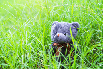 alone cute grey Toy Teddy bear doll in forest grass. valentine day, lonely, sad, broken heart or international missing children's day concept.