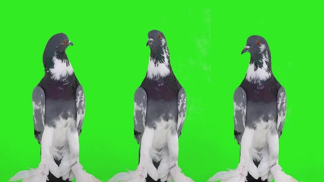  three english pouter pigeon looks in different directions on a green screen