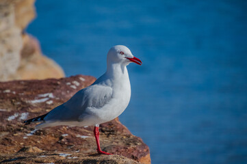 Seagull at the channel with blue water