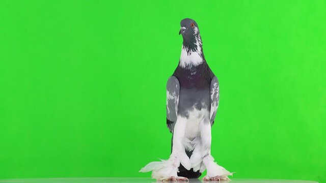 english pouter pigeon looks in different directions on a green screen