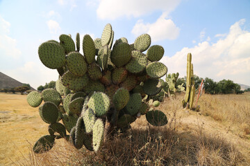 Beautiful cactus plant in Mexico