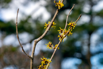 早春の兼六園に咲くマンサクの花