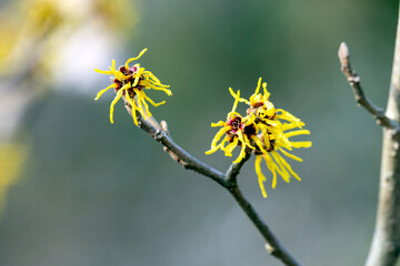 早春の兼六園に咲くマンサクの花