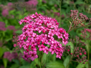 Obraz premium Closeup shot of ornamental shrub Spiraea japonica 'Flaming Mound' with small flat-topped clusters of pink flowers in summer