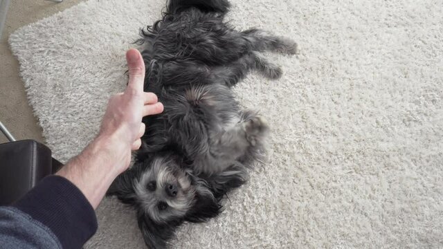 Pet dog drops onto floor performing the pretend gun bang trick, POV shot