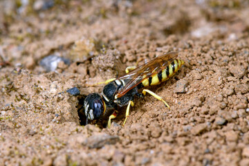 Bienenwolf beim Graben eines Nestes // European Beewolf (Philanthus triangulum) 