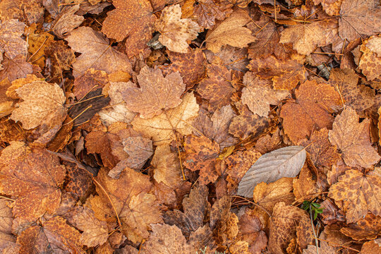 Tapis de feuilles orang&eacute;es en automne