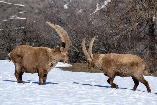 Deux bouquetins des Alpes m&acirc;les dans la neige, dans le Parc National du Mercantour