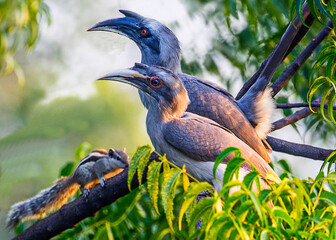 Pair of Horn bill resting on a tree