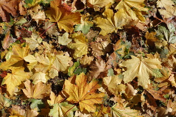 Red, yellow and brown fallen leaves of maple on the ground in October