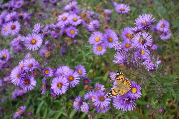 One butterfly pollinating purple flowers of Michaelmas daisies in October