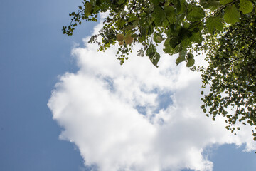 tree leaves on sky background