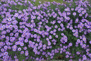 Many violet flowers of Michaelmas daisies in October