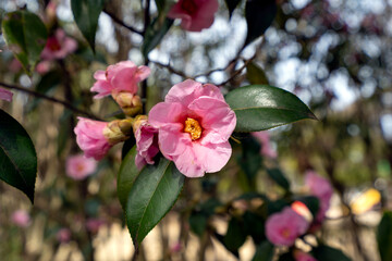 早春に可憐に咲く椿の花