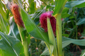 Fresh cob of ripe corn on green field at sunrize. Corn field in morning light close up. Ripe maize.