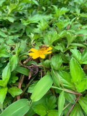Honey Bee on a flower