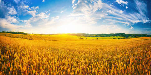 Beautiful summer rural natural landscape with ripe wheat fields, blue sky with clouds in warm day. Panoramic view of spacious hilly area.
