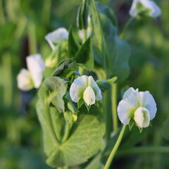 White sweet pea or Lathyrus odoratus flower blossom