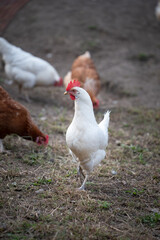 Weißes Huhn