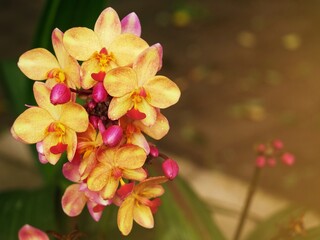 Purple and orange orchids bloom beautifully in the light.