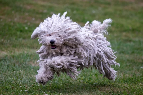 White puli best sale