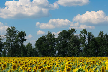 Blue sky with clouds and sunflowers. Flower field of sunflowers. Agriculture and industrial cultivation of sunflower.
Landscape of the horizon of sunflowers and greenery.