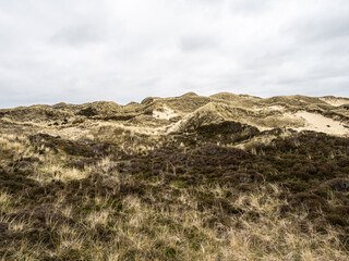 Sand dune landscape overgrown with grass on the island of Amrum, Germany. Siatler or Setzer Dune