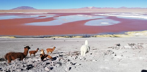Spectacular panorama of Laguna Colorada (or Red lagoon) in Bolivia: a salt lake characterized by shallow waters rich in minerals and microorganisms, home to flamingos and llamas. © Valerio