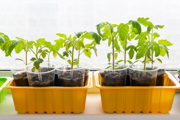 seedlings in a pot, seedlings of young tomatoes in cups on the windowsill at home
