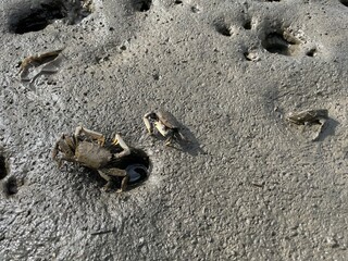 海と島と生き物たち