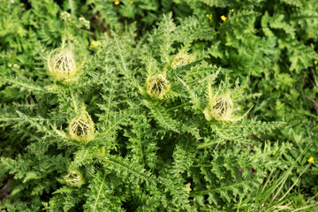 Closeup of Spiniest Thistle (Cirsium spinosissimum) in the rocky areas at Grossglockner. National Park. Austria