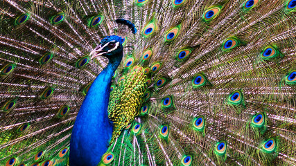 Fototapeta premium close up portrait of a male peacock with colorful feathers on full display