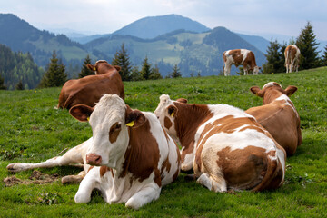 Fototapeta na wymiar Junge Rinder auf der Sommeralm, Österreich - rotweißes Fleckvieh