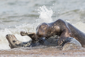 Breeding pair of animals. Grey seals mating in the sea water.