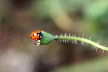 une coccinelle