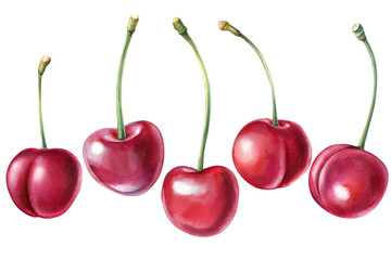 Set of cherry, Berries on isolated white background, watercolor illustration. Natural and organic.
