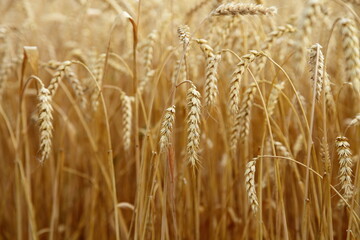 Beautiful Golden wheat on field at Sunny summer day, cereals, European agriculture, bread, farming texture for background