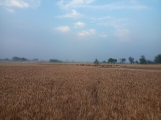 wheat field in the summer ready for harvesting