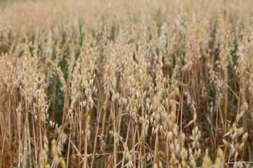 Beautiful Golden avena stems on field at summer day, cereals harvest, European agriculture, bread raw, farming texture for background