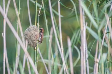 Thick-billed Weaver weaving a Nest