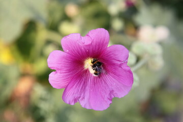 Pink petunia flower with big striped bumblebee on yellow pistil closeup at summer day outdoor