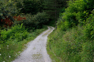 Path in the woods in Basque Country